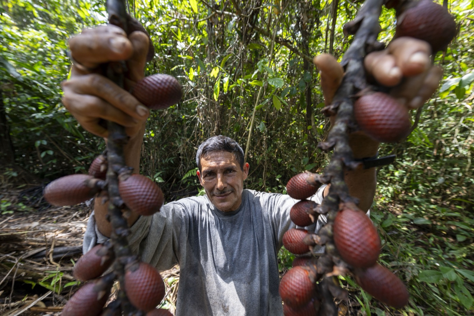 Hombre sosteniendo fruto de aguaje