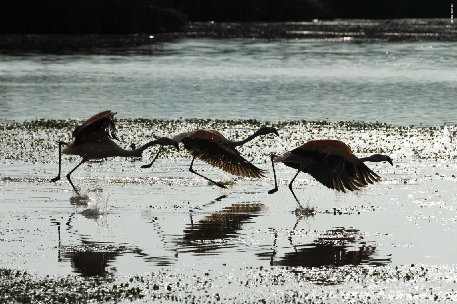 Flamingos despegando del agua