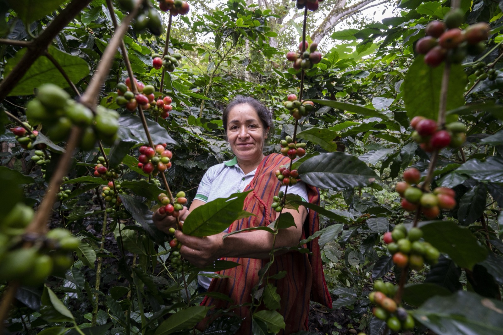 Mujer con cerezas de café