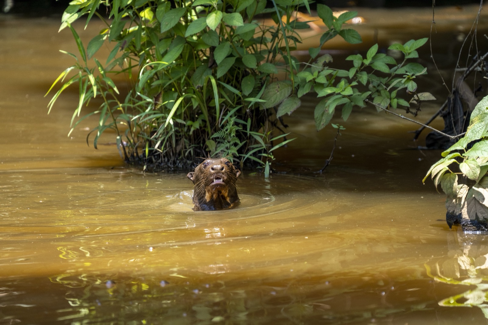Nutria en río