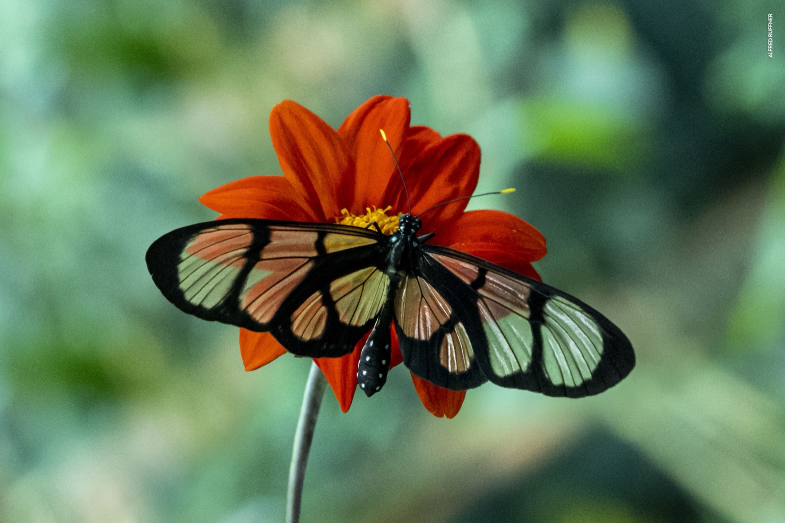 Mariposa en flor roja