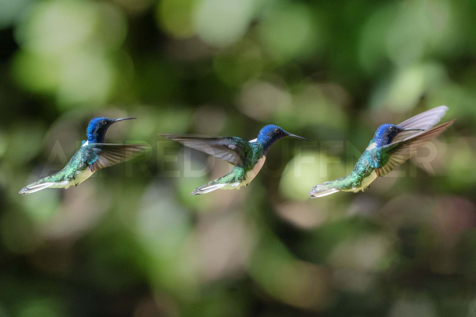 Tres colibríes en vuelo