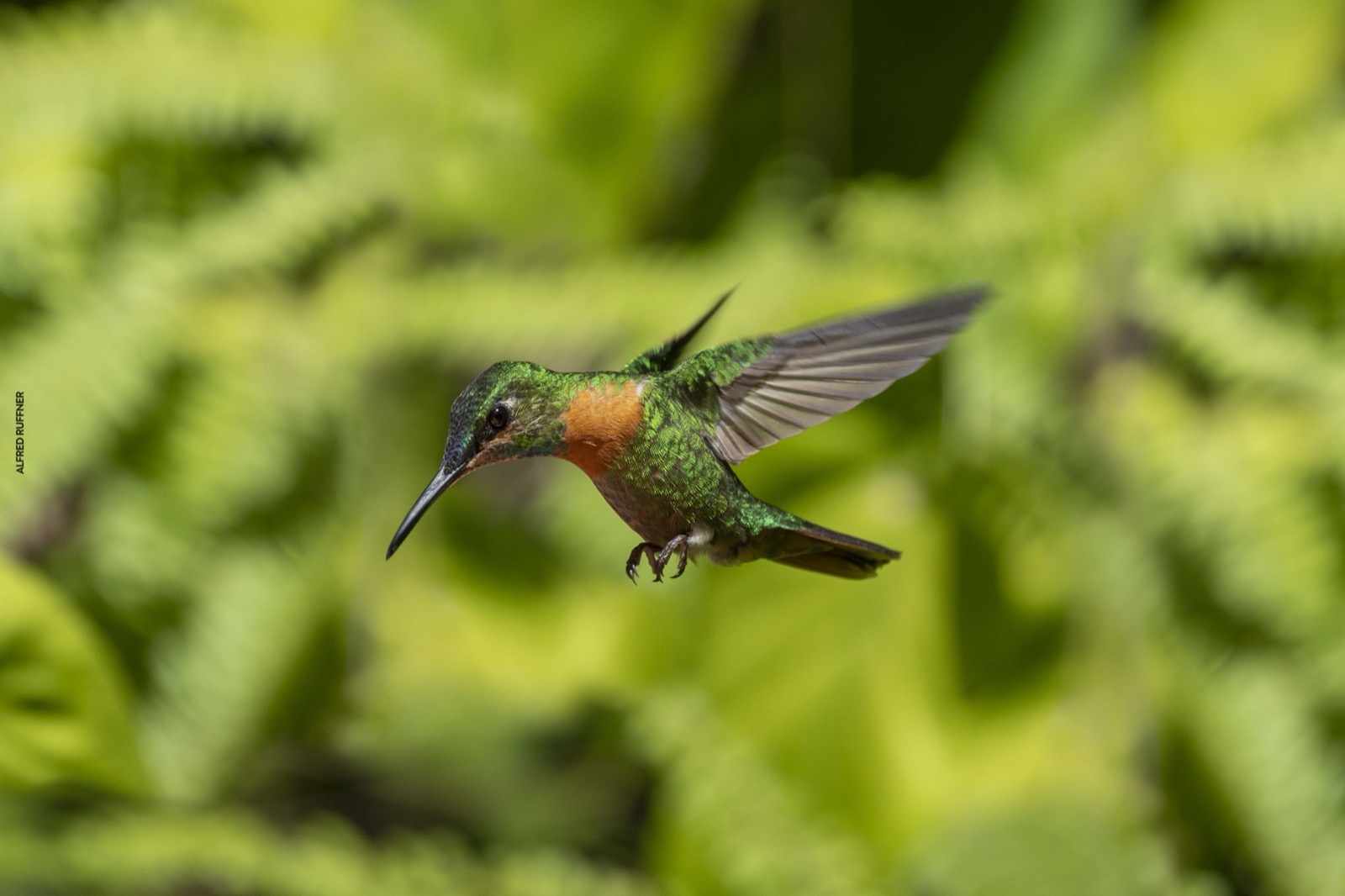 Colibrí en vuelo