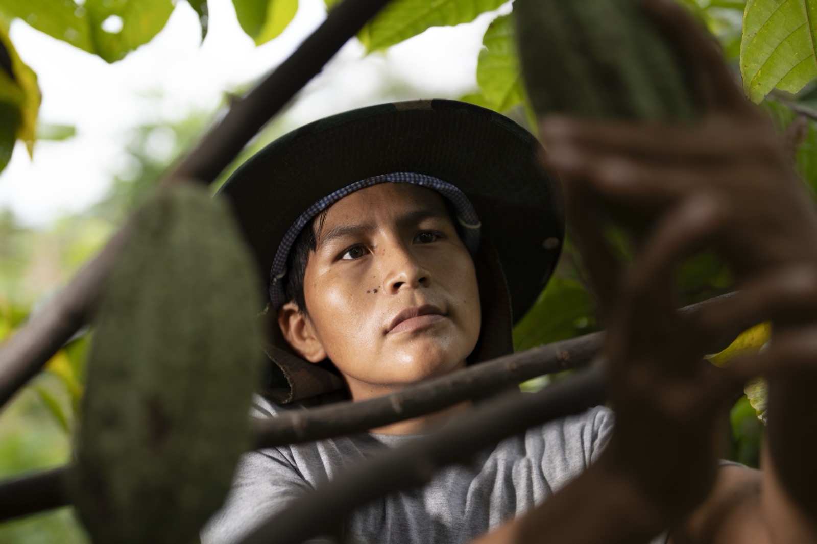 Niño entre ramas de cacao