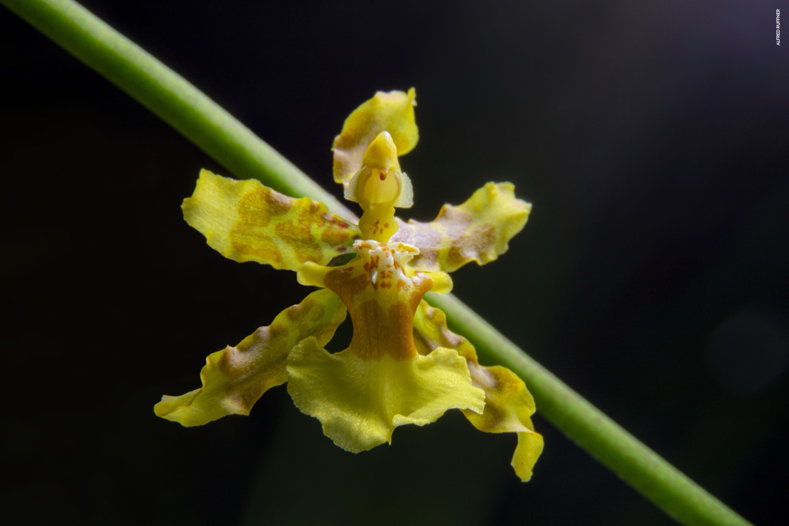 Orquídea amarilla