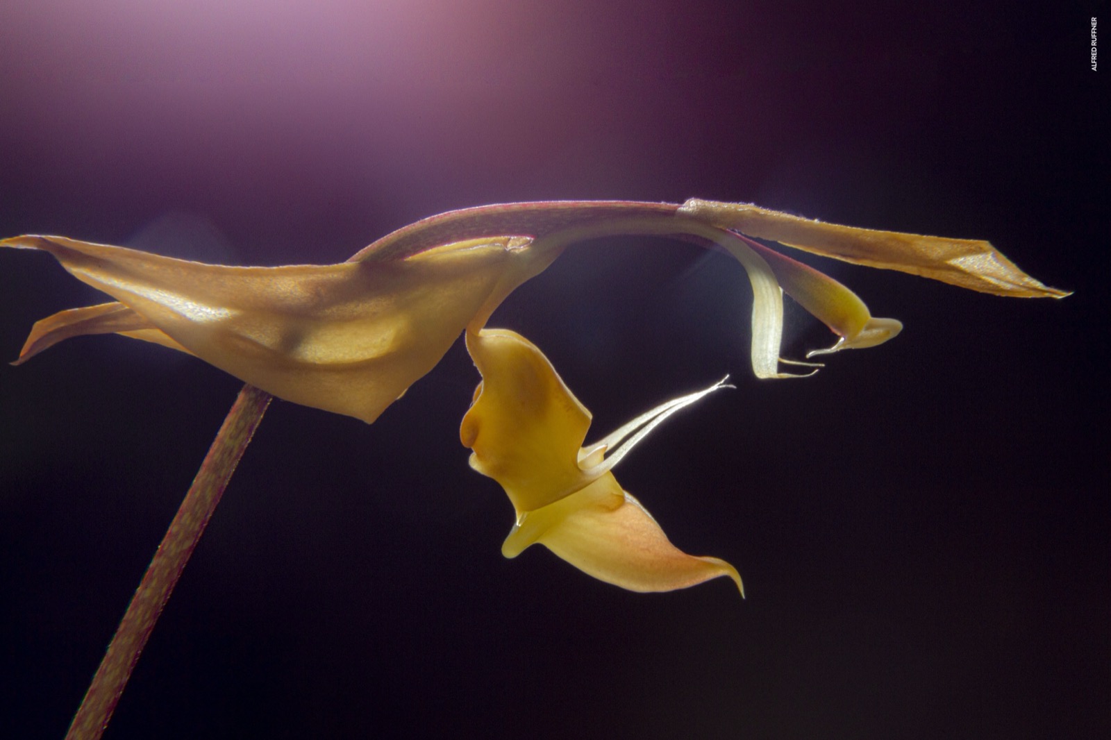Orquídea dorada