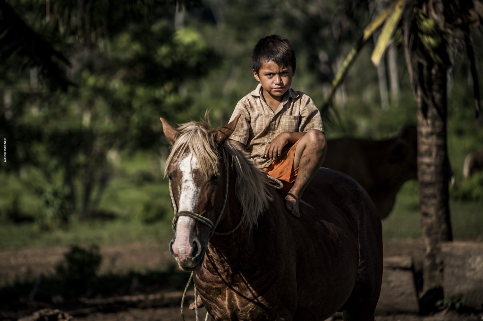 Niño sobre caballo
