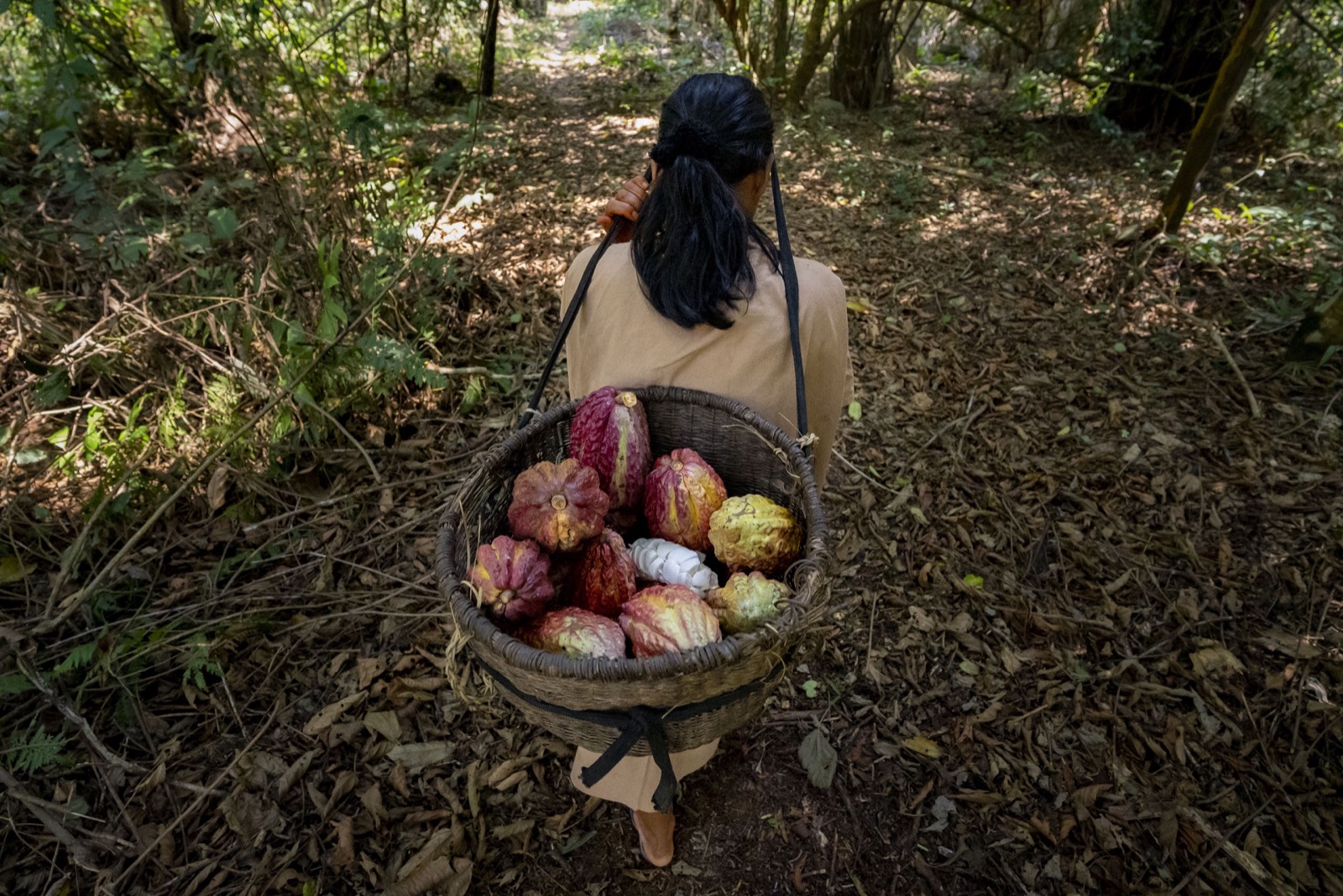 Mujer con canasta de cacao en bosque