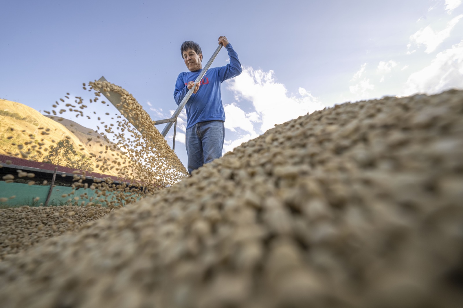 Mujer secando granos de café