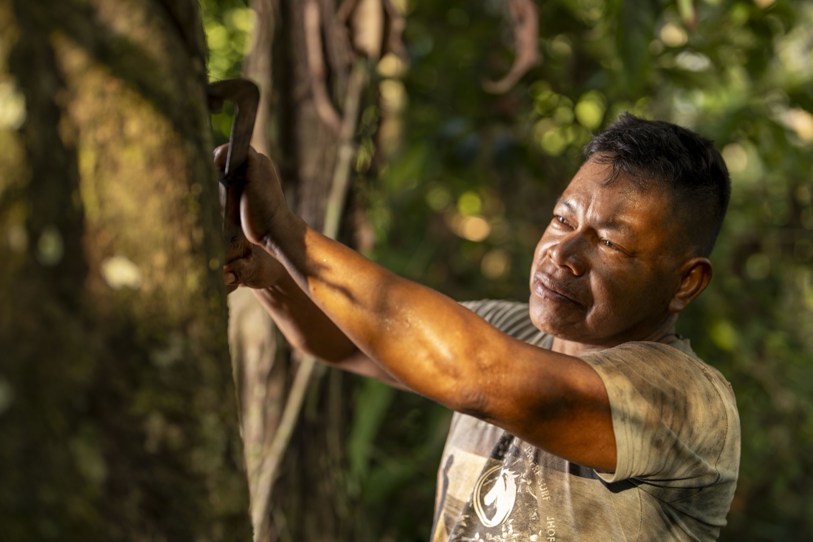 Hombre trabajando árbol de caucho