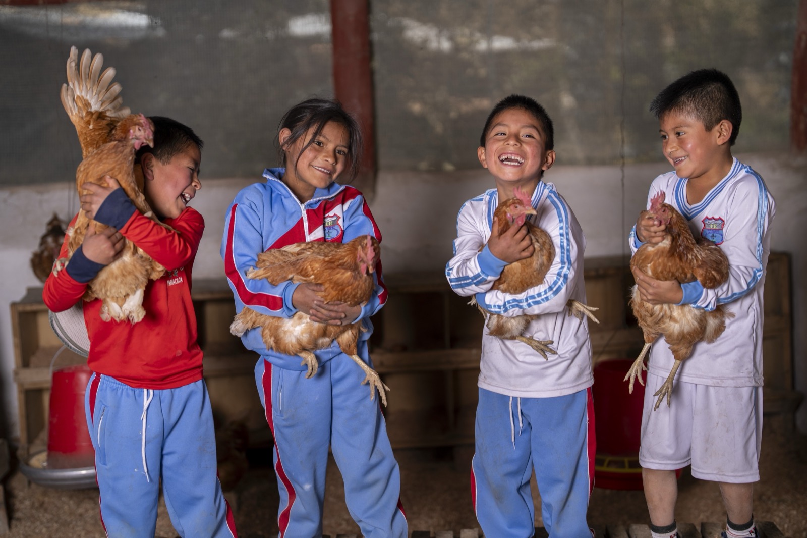 Niños con gallinas