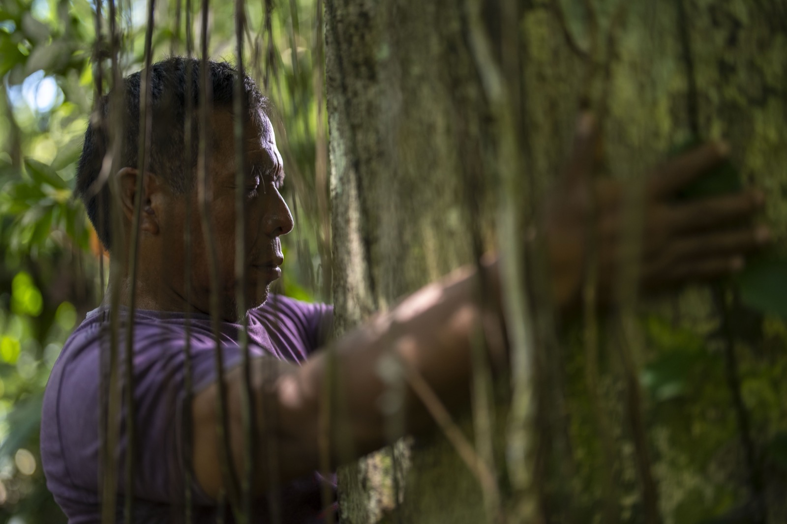 Hombre tocando árbol entre lianas